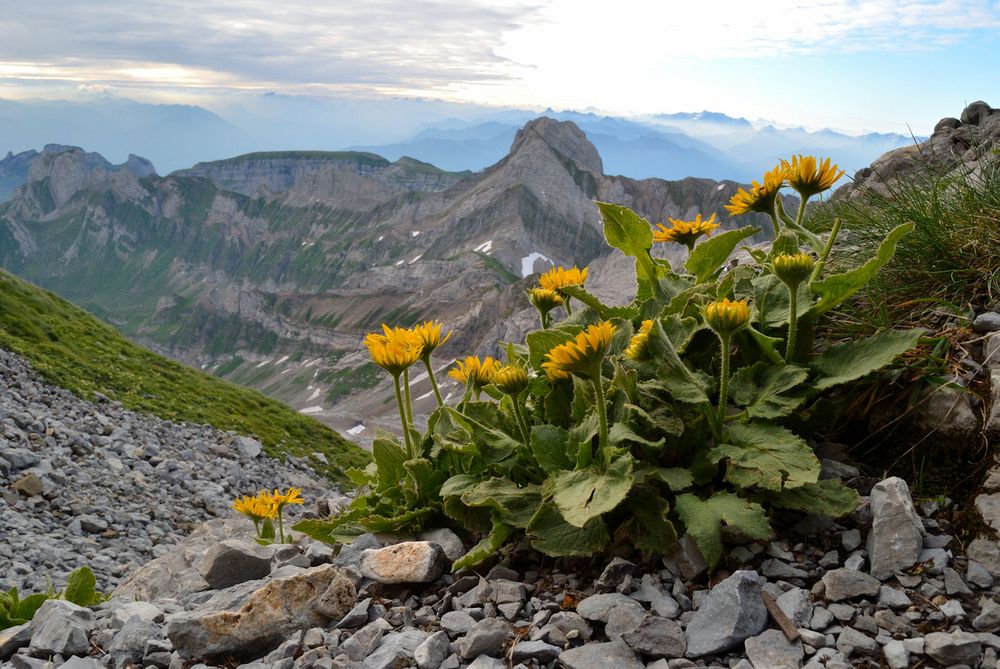 Schönheiten auf 2500 m Höhe