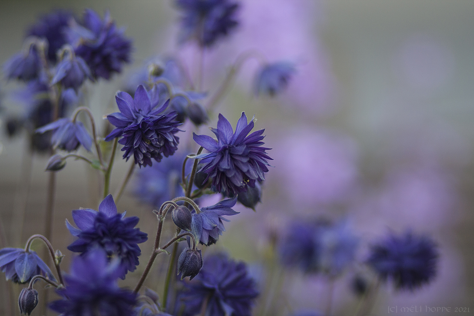 Schönheiten aus dem Garten: Aquilegia