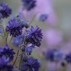 Schönheiten aus dem Garten: Aquilegia