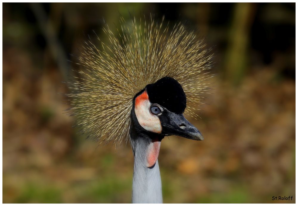 Schönheiten aus dem Zoo von Rheine