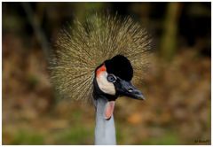 Schönheiten aus dem Zoo von Rheine