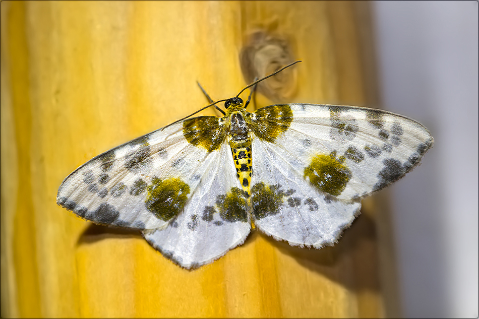 Schönheiten der Nacht: Harlekin