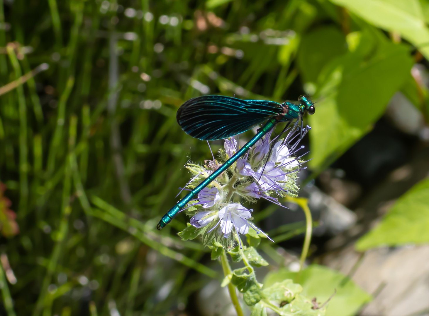 Schönheiten der Natur