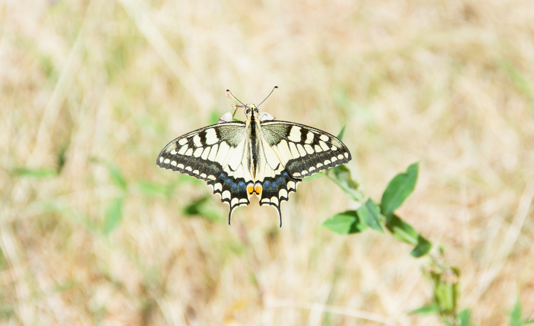 Schönheiten der Natur