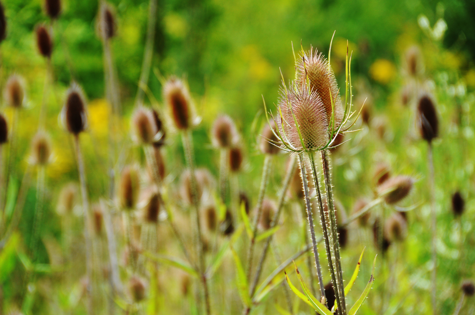 Schönheiten der Natur