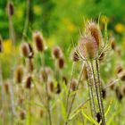 Schönheiten der Natur