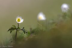 Schönheiten des Frühlings ...