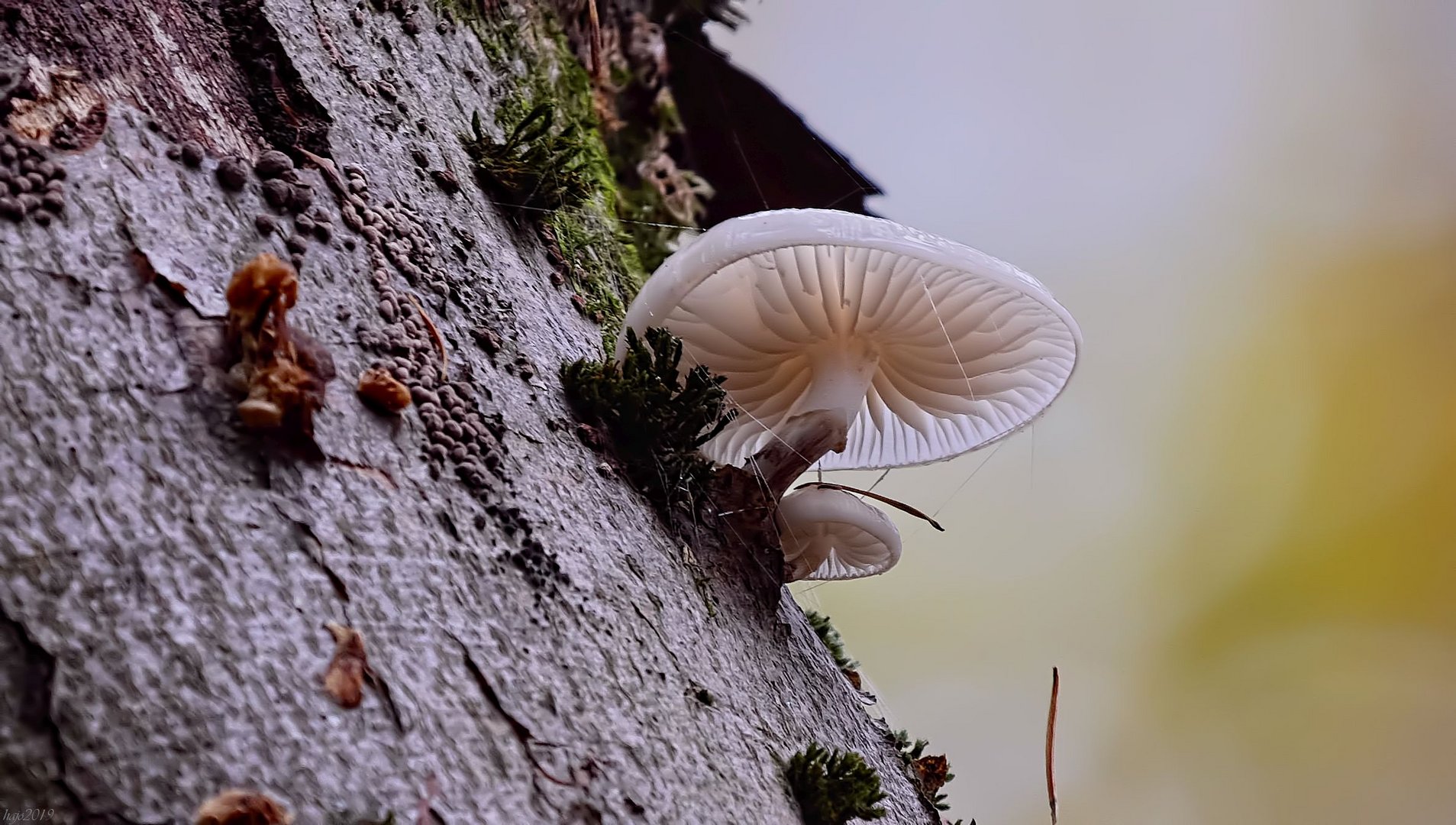 Schönheiten des Herbstes....