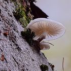 Schönheiten des Herbstes....