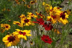 Schönheiten des Sommers