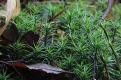 Schönheiten des Waldbodens