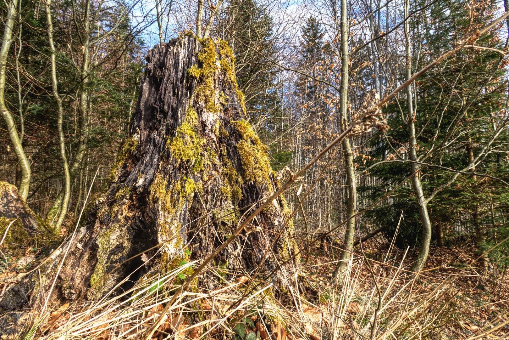 Schönheiten des Waldes