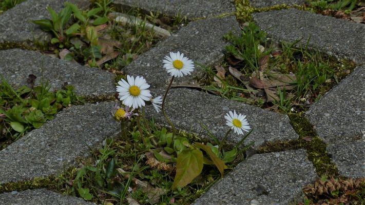 Schönheiten- genügsam und anspruchslos...