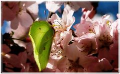 Schönheiten im Garten