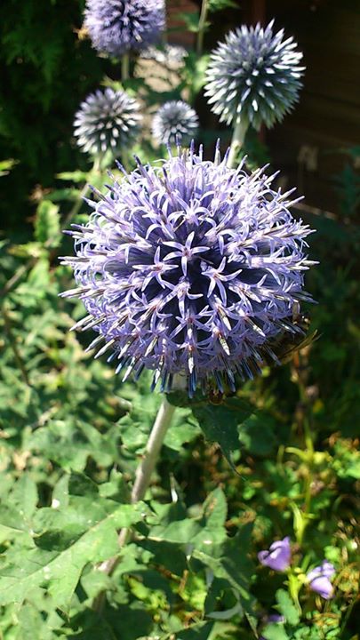 Schönheiten im Garten