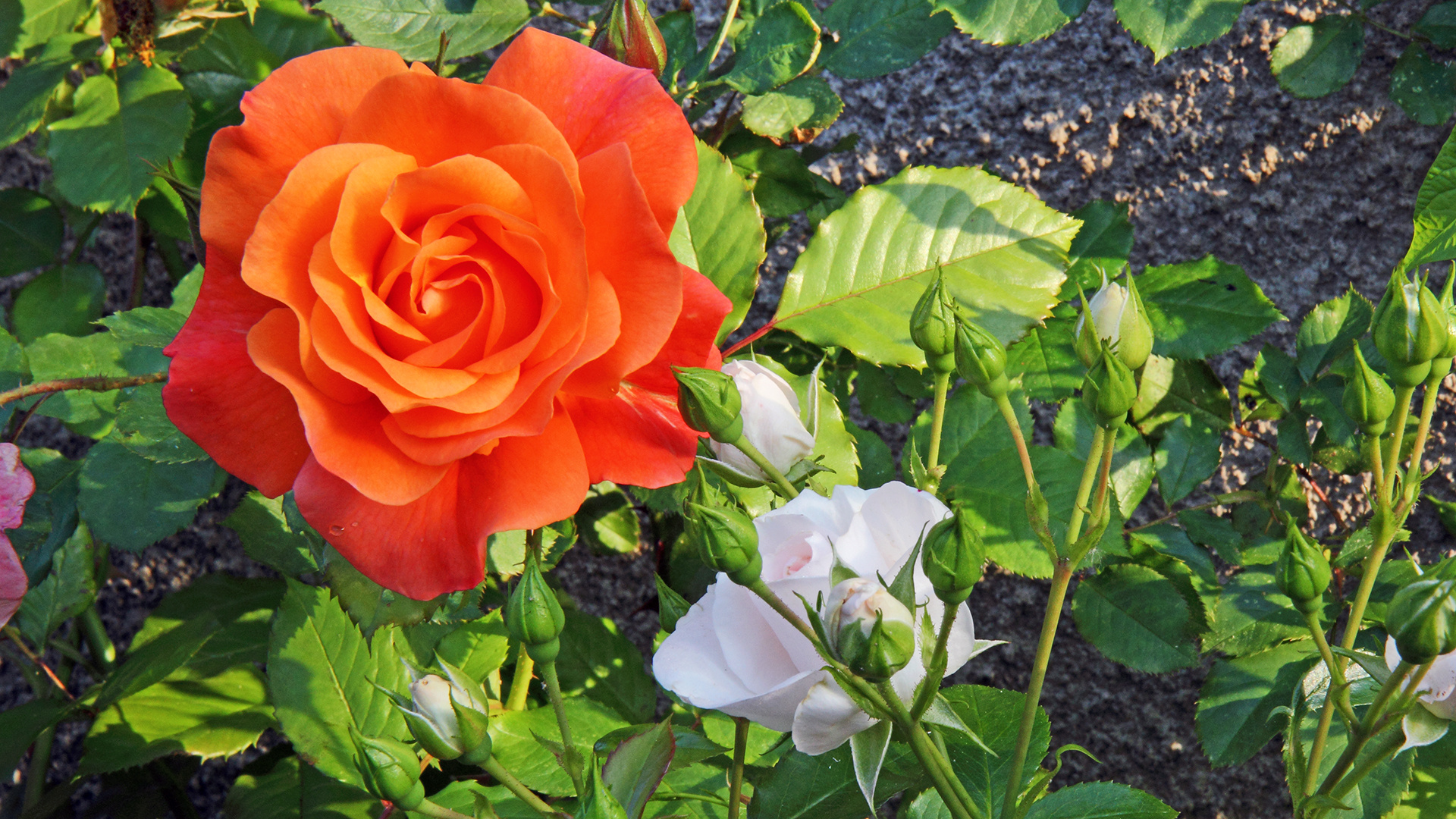 Schönheiten im Juni...sind Rosen im Garten