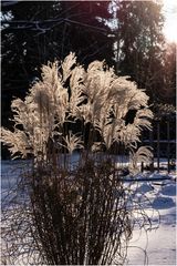 Schönheiten im Winter