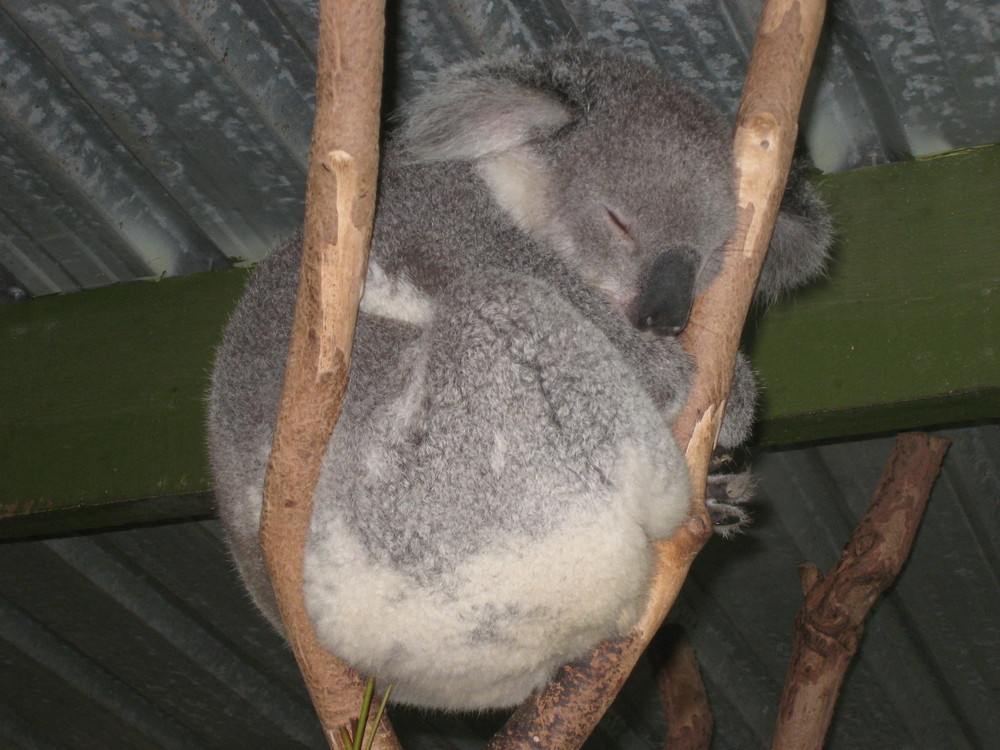 Schönheiten in Australien