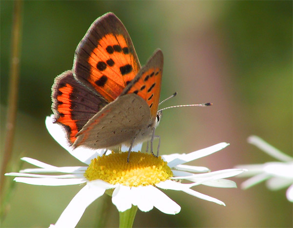 Schönheiten in der Natur