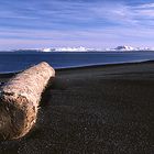 "Schönheiten in unserer Natur" <Schwemmholz am Strand von Öxarfjördur>