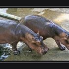 Schönheiten in Yangons Zoo ....