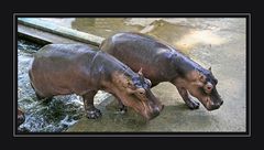 Schönheiten in Yangons Zoo ....