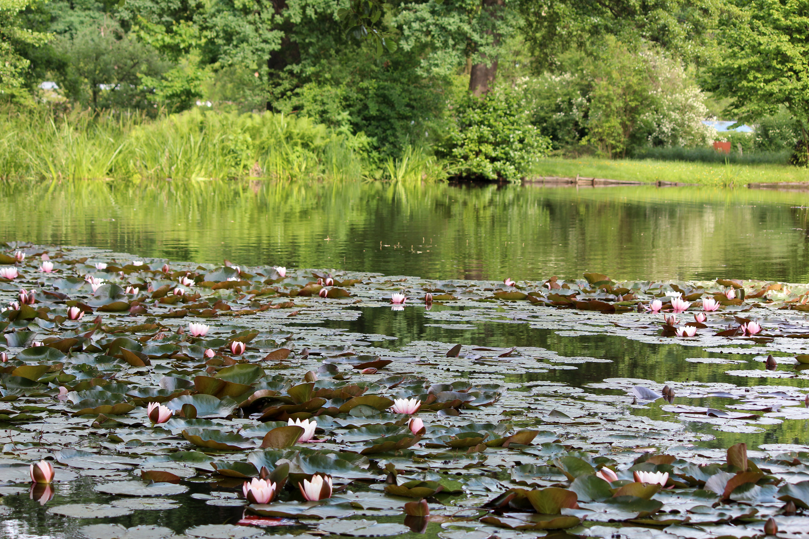 Schönheiten vom Dorfteich