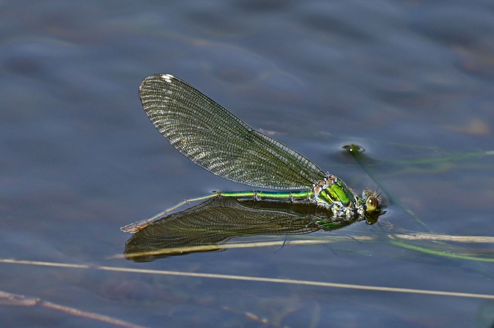 Schönheitsbad? Calopteryx splendens (Gebänderte Prachtlibelle)