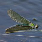 Schönheitsbad? Calopteryx splendens (Gebänderte Prachtlibelle)