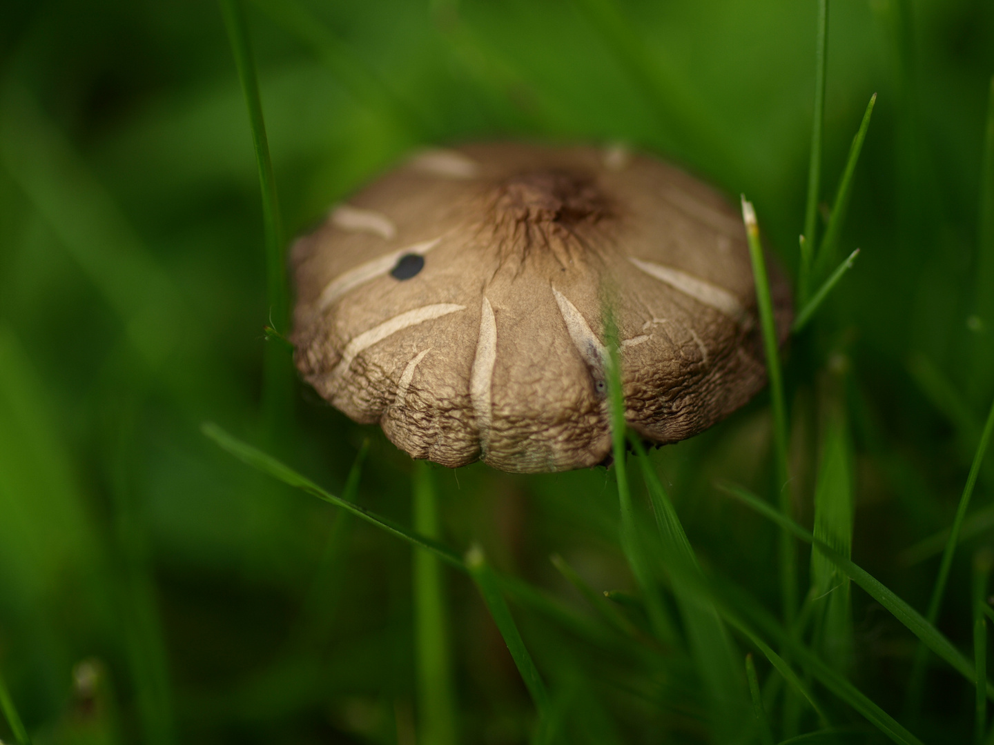 Schönheitsfleck