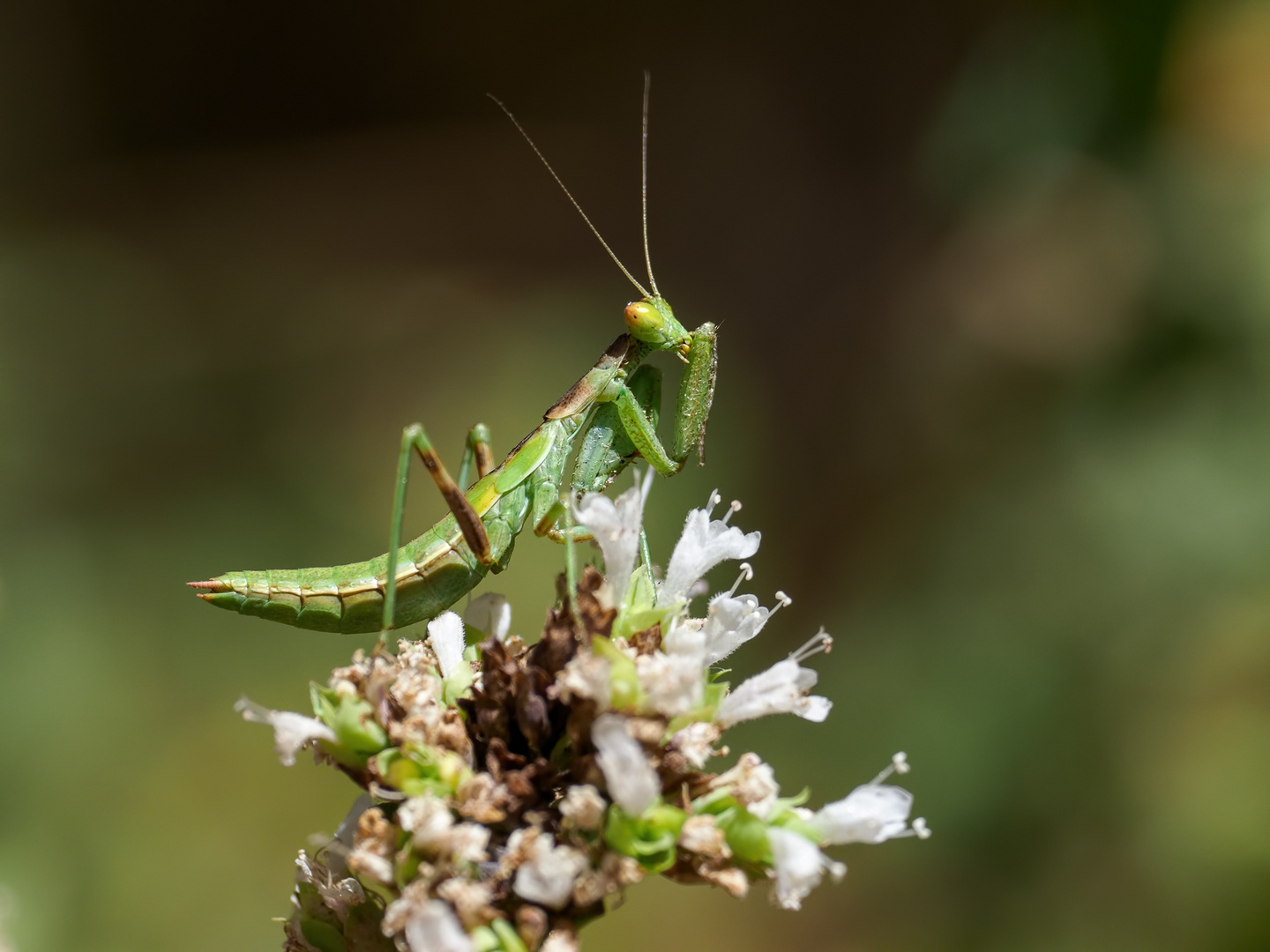 Schönheitspflege - Gottesanbeterin Pseudoyersinia subaptera