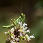 Schönheitspflege - Gottesanbeterin Pseudoyersinia subaptera