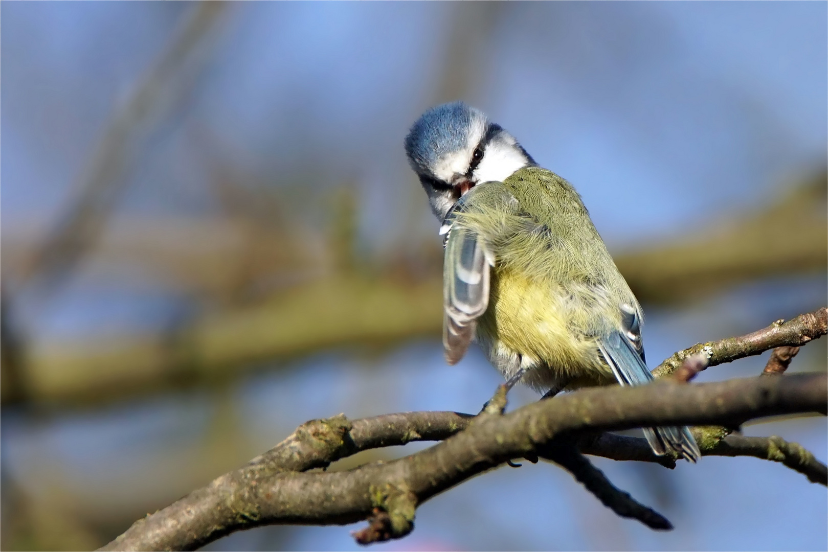 Schönheitspflege im Apfelbaum - Blaumeise bei der Gefiederpflege