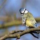 Schönheitspflege im Apfelbaum - Blaumeise bei der Gefiederpflege