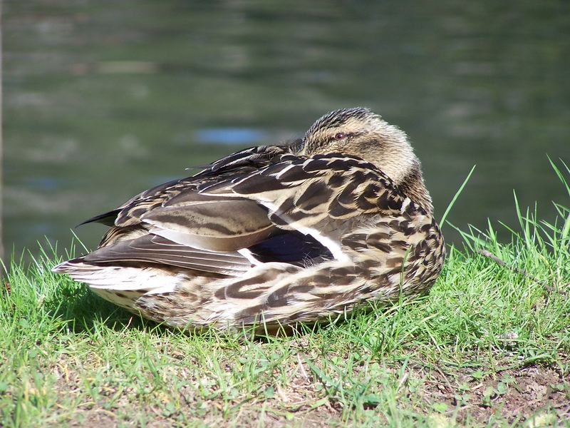 Schönheitsschlaf an der Lahn