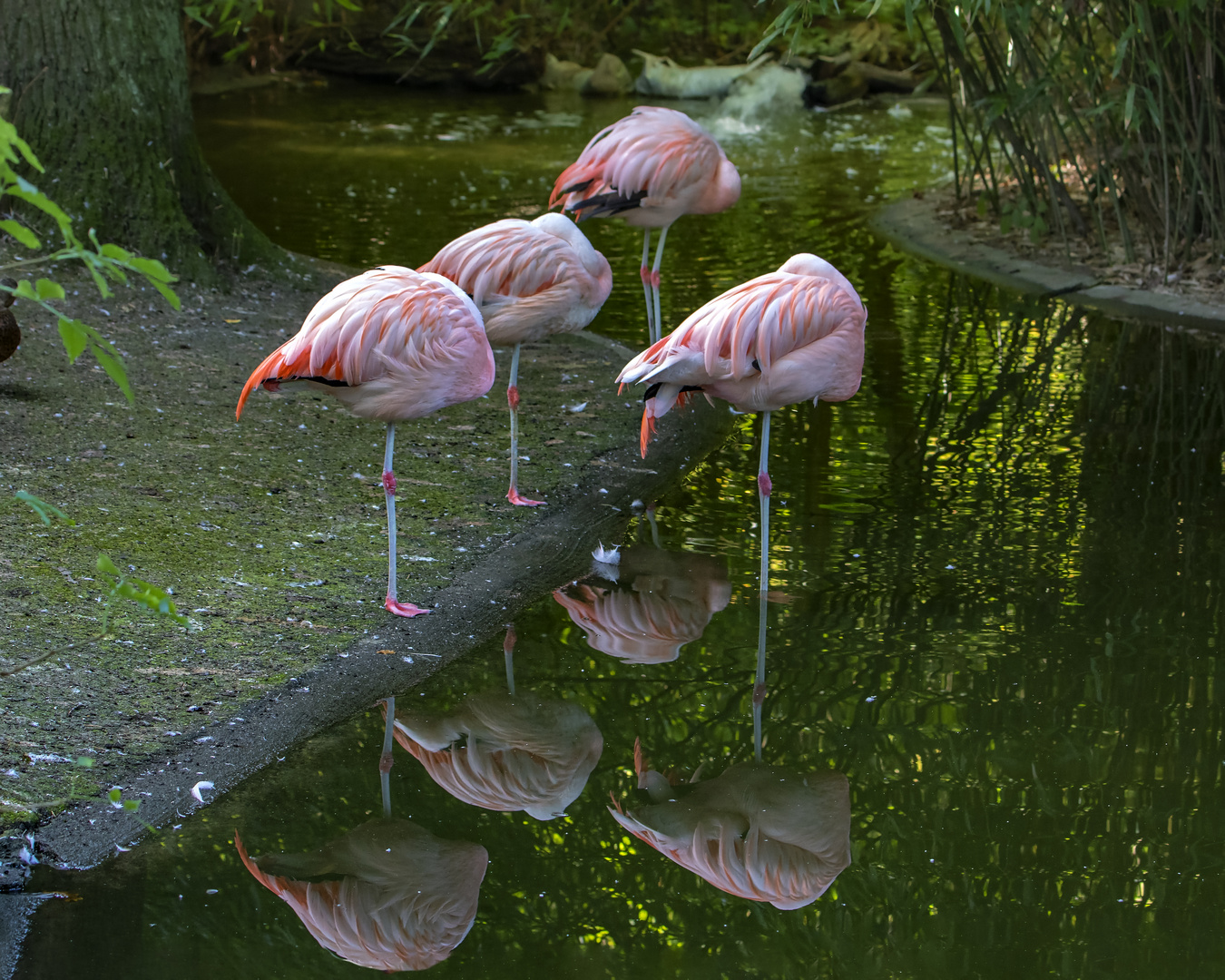 Schönheitsschlaf der Flamingos im Tierpark Hamm.