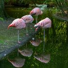 Schönheitsschlaf der Flamingos im Tierpark Hamm.