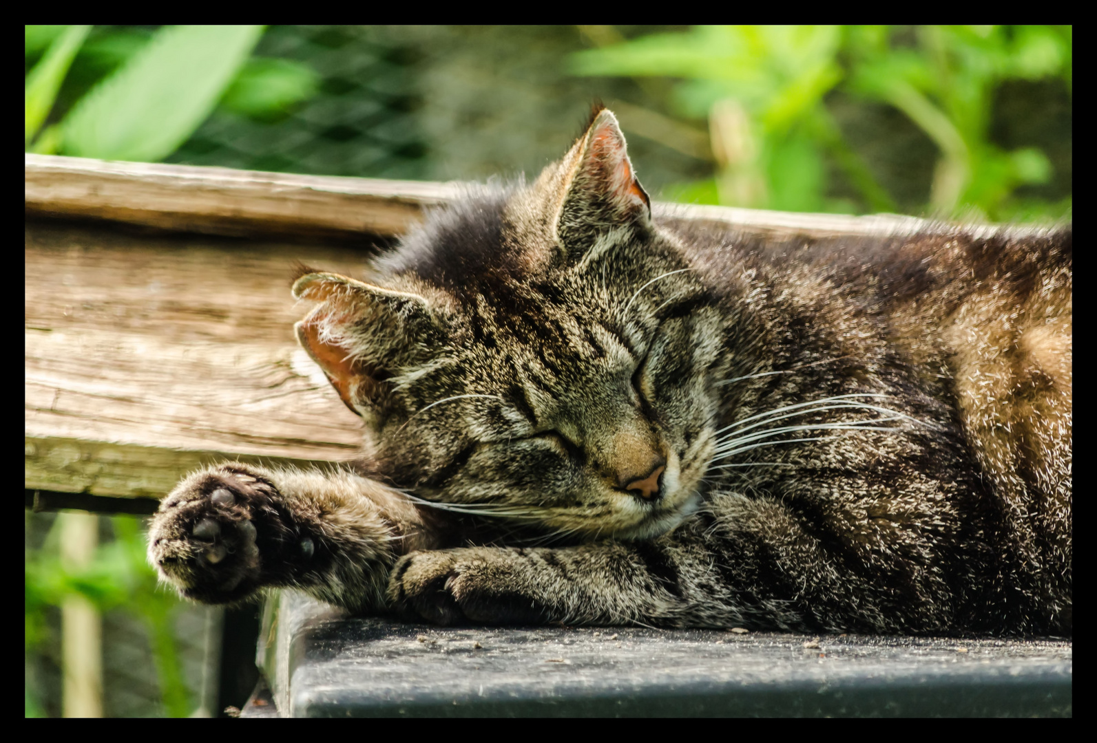 Schönheitsschlaf einer Raubkatze