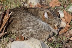Schönheitsschlaf einer Wildkatze - Felis silvestris Tierpark Lange Erlen