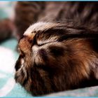 Schönheitsschlaf für kleine Kitten.
