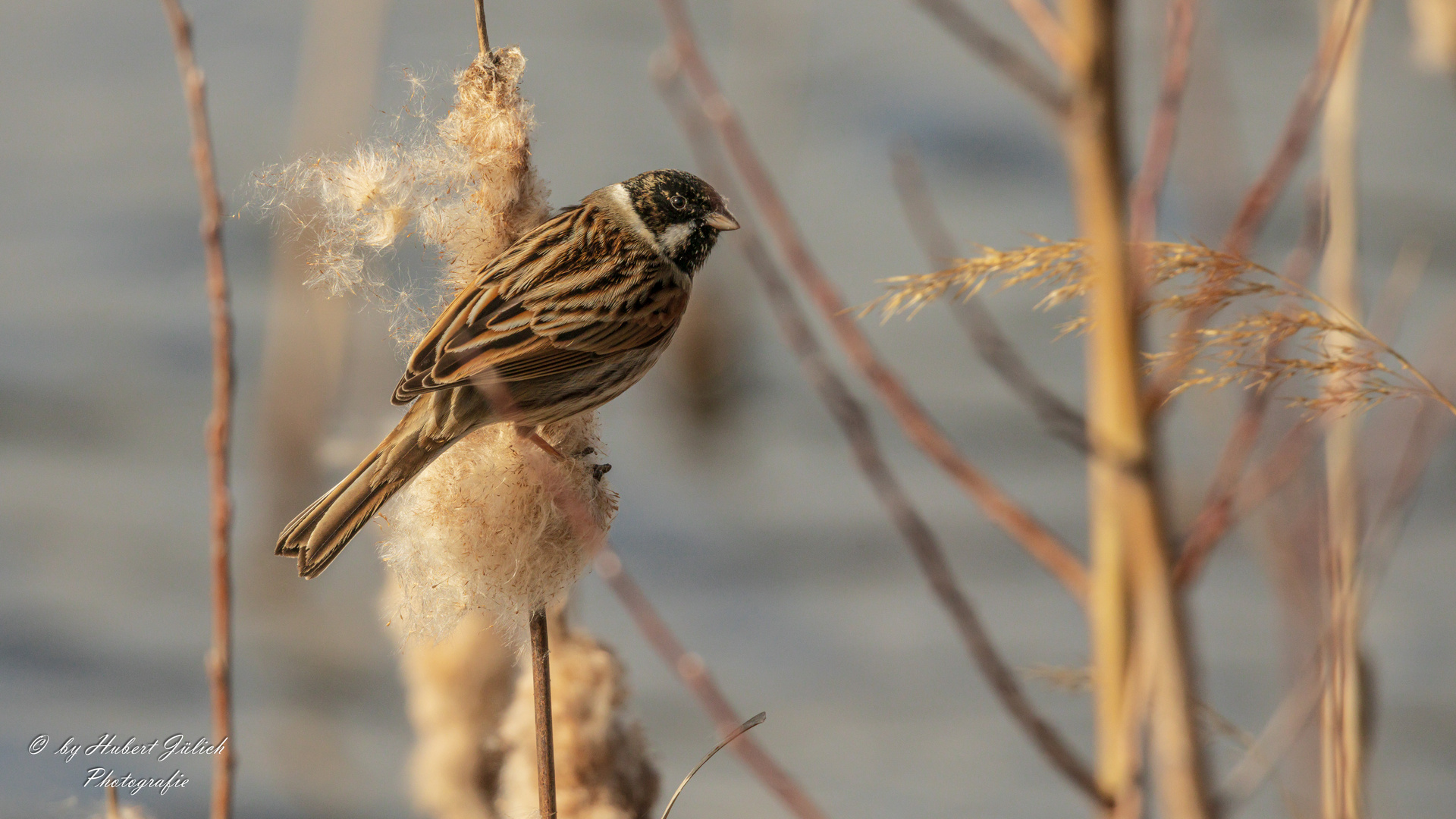 Schoeniclus schoeniclus