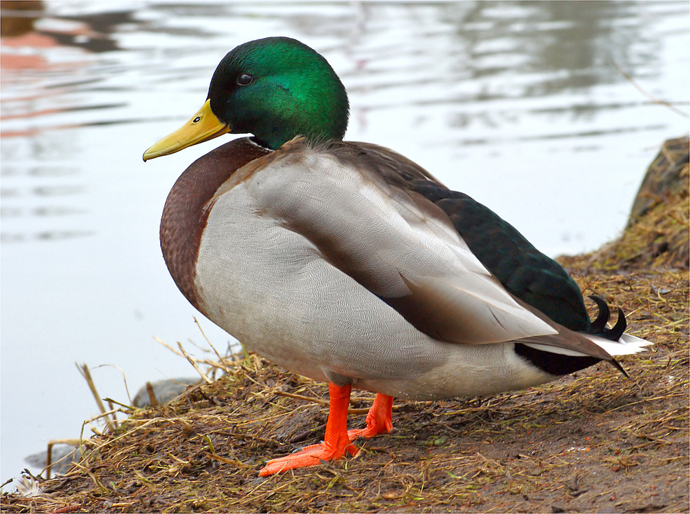 Schönling