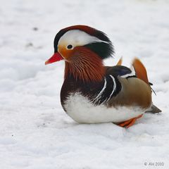 Schönling im Schnee