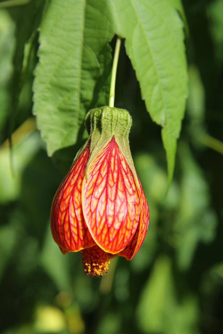 Schönmalve, Abutilon