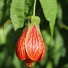 Schönmalve, Abutilon