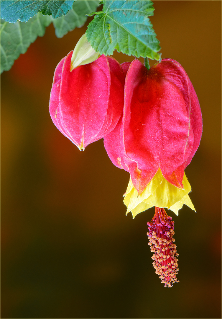 Schönmalve, Abutilon