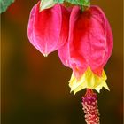 Schönmalve, Abutilon