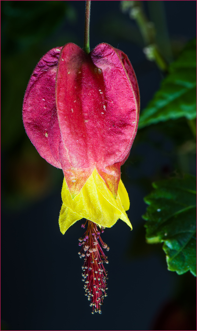 Schönmalve, Abutilon