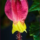 Schönmalve, Abutilon