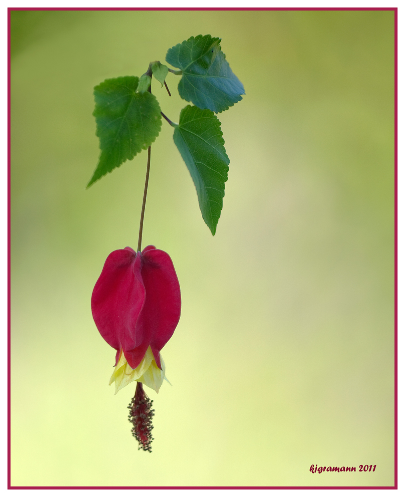 schönmalve (abutilon megapotamicum)......